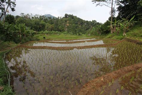  Traditional Rice Growing in Indonesia:  A Sensory Symphony of Paddy Fields and Ancestral Wisdom